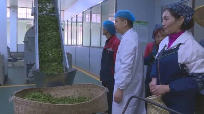 关于"乐昌白毛茶,香飘振兴路"茶产业展示推进系列活动启动的最新消息(1)