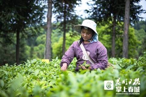 关于云南春茶逐渐上市！古树茶持续“发烧”有机茶渐行渐稳的热门消息(3)