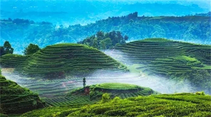 有关于四川精制川茶产业瞄准千亿 着力推动全产业链发展的新闻(3)