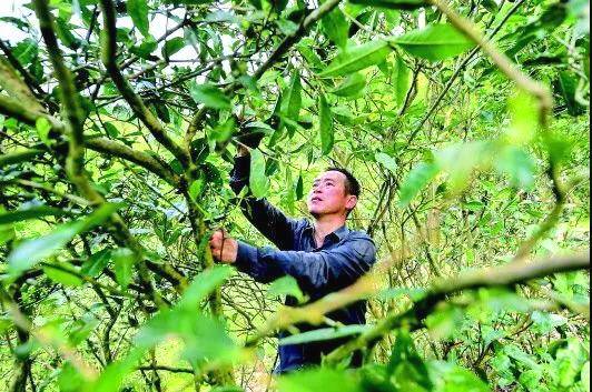 关于新华每日电讯:福鼎白茶茶中黑马,改变万千人生的信息(6)