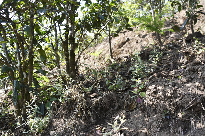 关于“如何提升茶经济”“2021普洱茶市场分析”“新茶饮市场边界在哪”的热门信息(1)