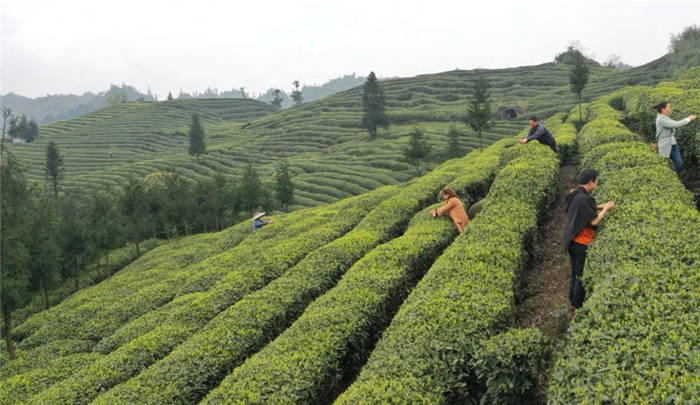 有关于埋头种茶 抬头探“路”——四川春茶主产区走访见闻的消息