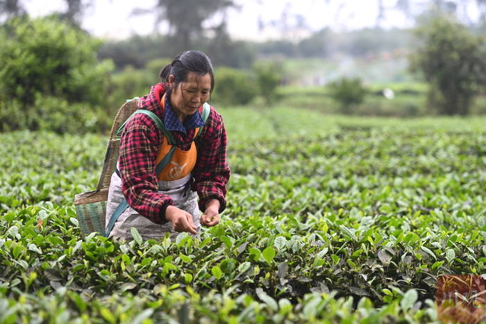 关于那个采茶的“茶园李子柒”让记者放下相机去帮忙!的最新资讯(5)