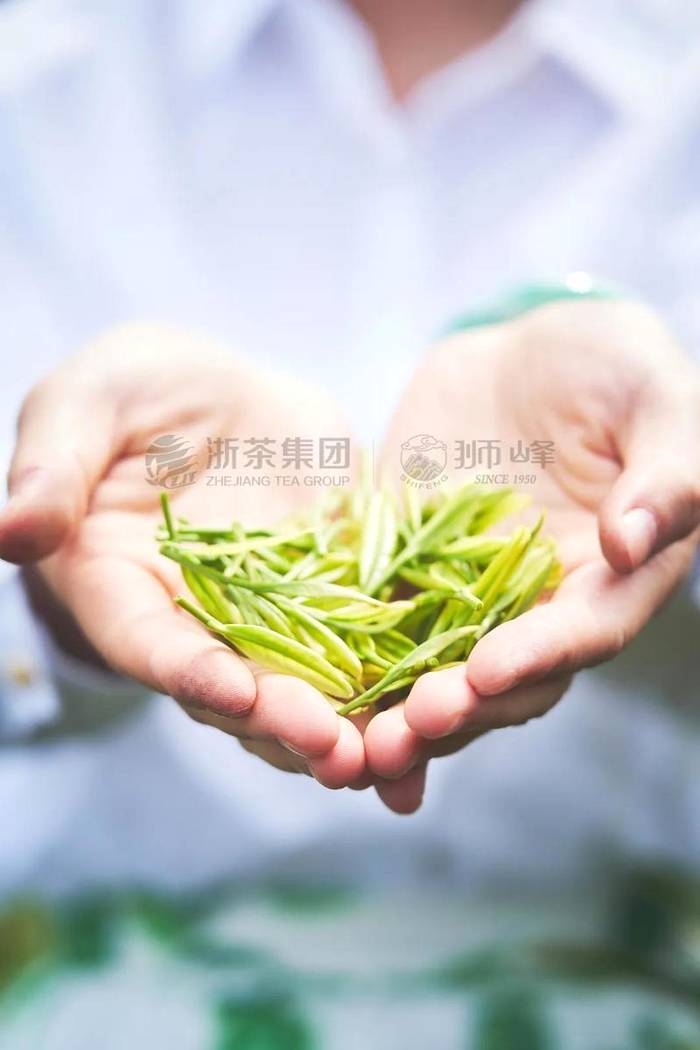 关于浙茶狮峰携手“亿亩茶园”中国茶复兴计划 助力茶产业发展的热门新闻(2)