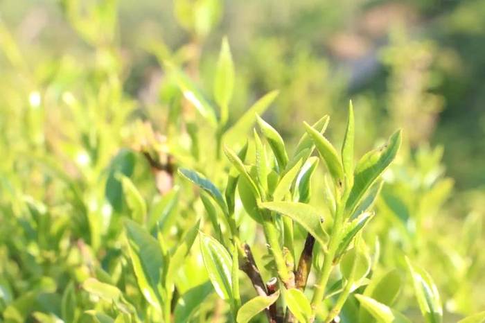 关于春茶抢“鲜”一步，普洱各地“明前茶”开采的热门信息(7)