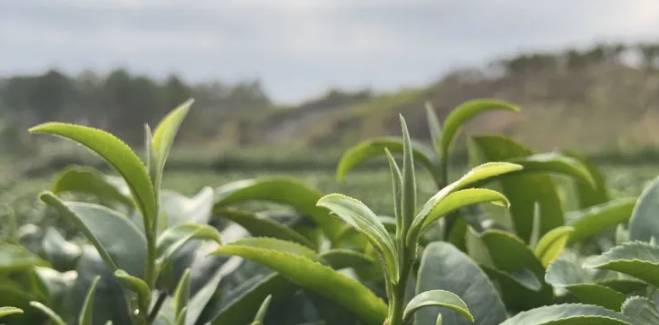 关于象州县妙皇乡思高村委古琶村茶园正式开采的热门新闻(3)