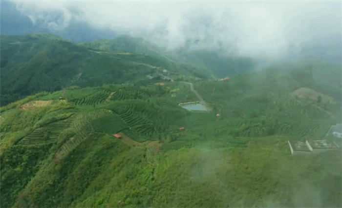 有关于除了龙井，杭州还有这些茶园的茶叶和美景让人陶醉!的热门资讯(13)