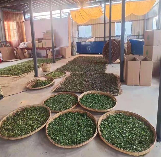 关于“呵护”普洱茶产业健康发展系列报道（五）的最新资讯(1)