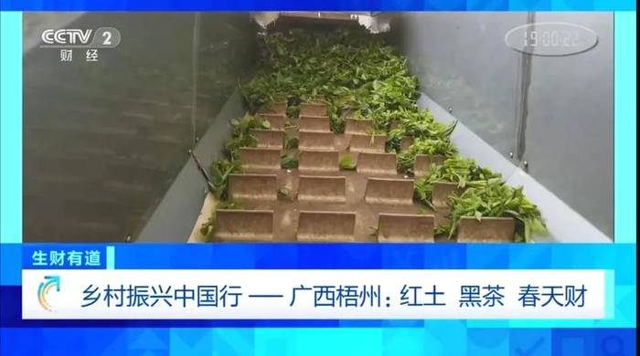 有关于梧州六堡茶又双叒叕上央视！为六堡茶打call！的资讯