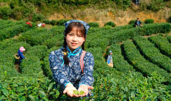 有关于江西汤湖镇:“狗牯脑”茶开园节 28万亩春茶开采的最新资讯