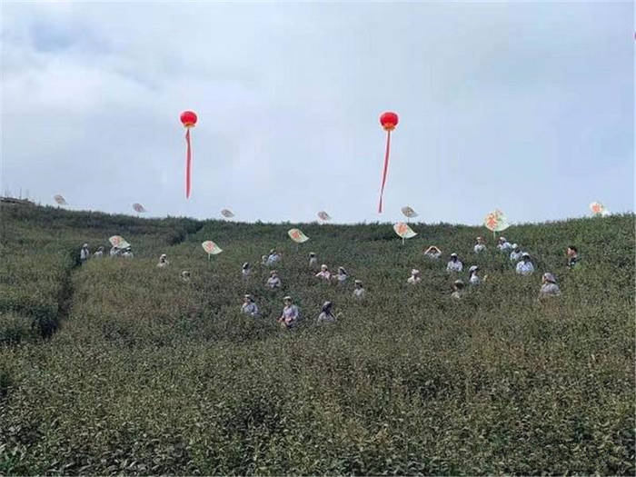 有关于河南桐柏：淮河源头产好茶 生态茶园美如画的最新消息(3)