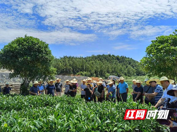 有关于湘西州乡村振兴点茶叶提质增效技术培训会在花垣举行的热门资讯(1)