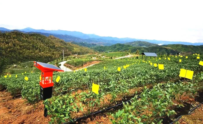 关于工业现代化带动农业智能化,福鼎茶产业集群呈规模化发展的热门资讯