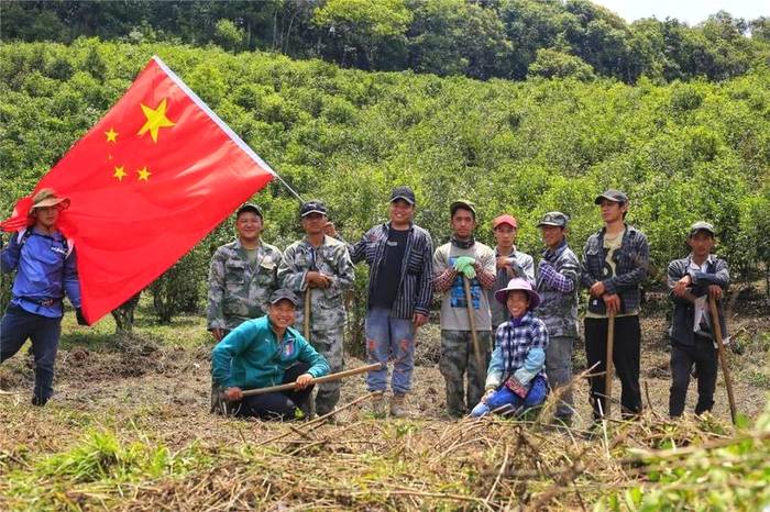 关于曼冈青年 助力打造鹿塘山生态茶园样板区的热门消息