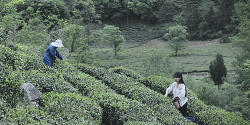 有关于李子柒：深深扎根在中华土地上，历久弥新的茶文化的资讯(3)