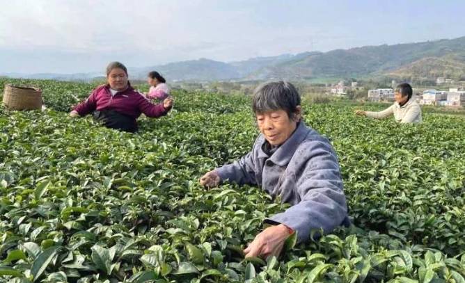 关于象州县妙皇乡思高村委古琶村茶园正式开采的热门新闻(1)