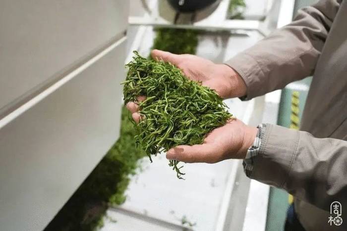 有关于日加工40000斤鲜叶只需5个人?探秘武义有机茶里的“黑科技”的信息(10)