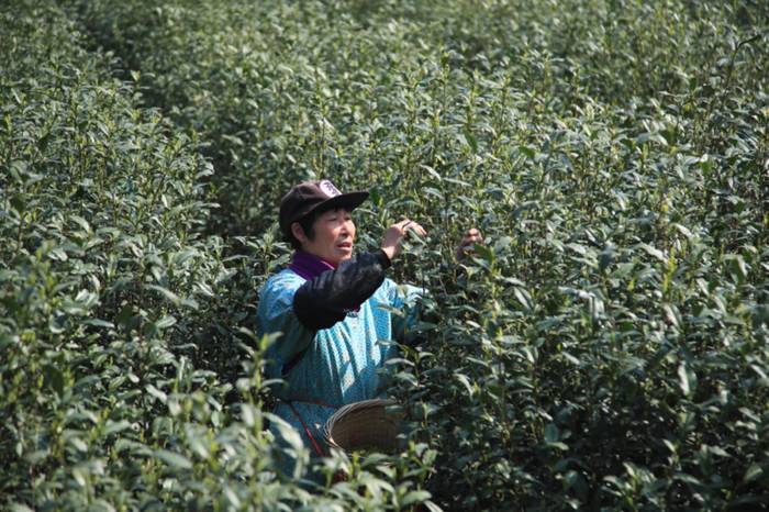 关于平水日铸茶今日开采,现场销售意向百万元的新闻(1)