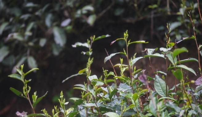 有关于杭州东坑村：2000余亩高山有机茶正式开采现场直播的最新消息(2)