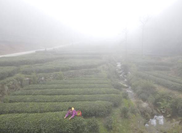 关于南岳1.08万亩茶园第一批春茶采摘时节的消息(5)