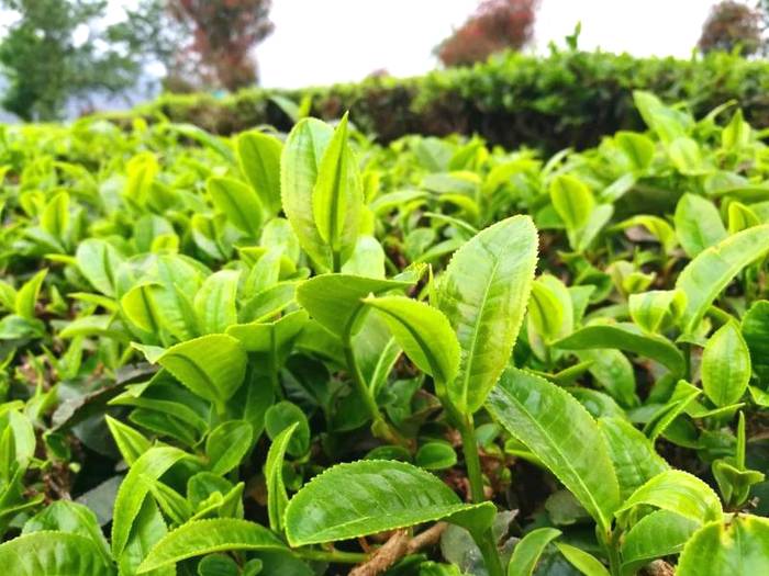 关于春茶抢“鲜”一步，普洱各地“明前茶”开采的热门信息(14)