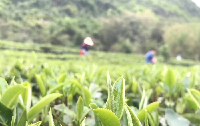 有关于4月1日即将举办英德红茶头采春茶节活动的资讯(4)