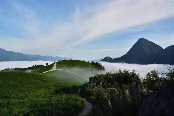 关于汉中春茶生产实现开门红 陕西邮政出台春茶惠农服务助力茶农增收的最新信息(6)