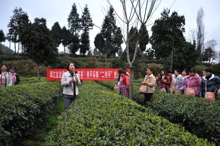 有关于双手采出致富叶！贵州省大力推广双手采茶成效显著的热门消息(16)