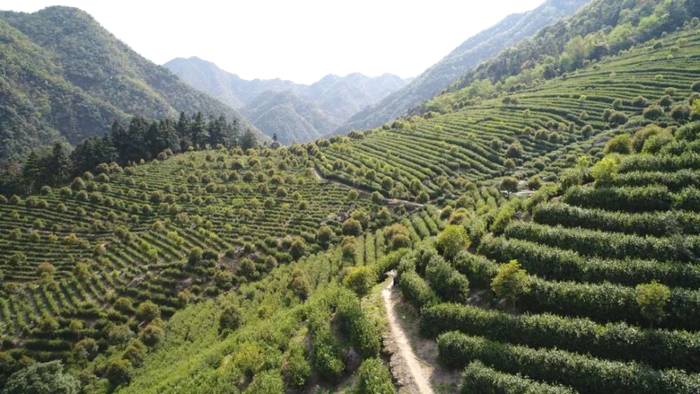 有关于除了龙井，杭州还有这些茶园的茶叶和美景让人陶醉!的热门资讯(17)