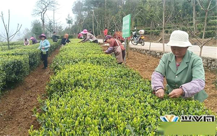 关于贵州兴义：春茶飘香采摘忙 茶农增收笑开颜 的资讯