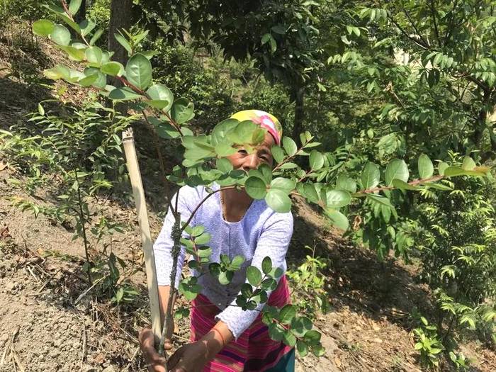 关于勐海县布朗山乡：守住绿水青山，才能有好茶山的热门信息(6)