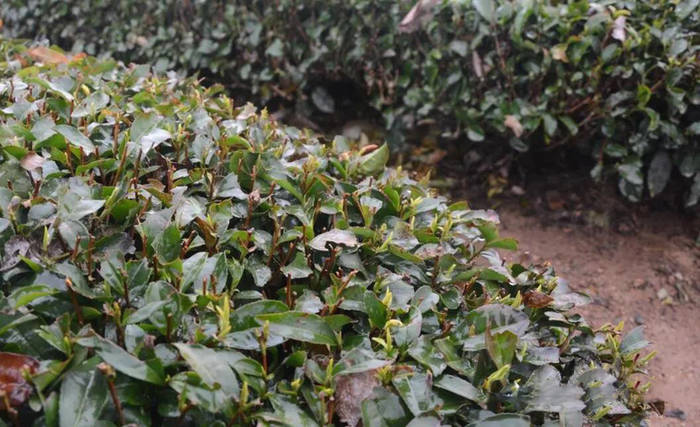有关于清明节前两日，日照绿茶产区迎来了一轮降温降水天气的新闻(1)