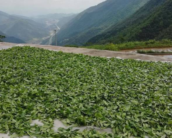 关于新化古茶树：金凤竹林大叶50厘米母树再现的热门资讯(17)