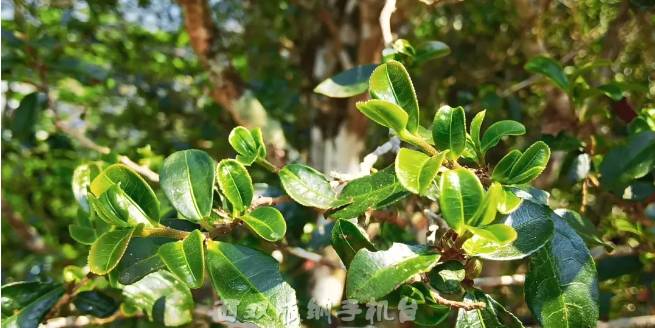 有关于倚邦茶山：春茶丰产采收忙 品质优良价格稳中有升的最新消息(4)