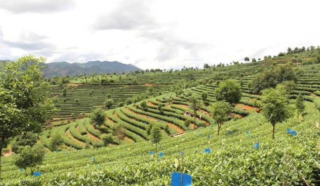 关于普洱思茅融入“千亿云茶产业”战略 打造有机茶产业发展的消息