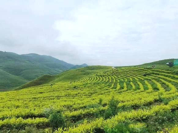 关于从“老茶凋零”到“新茶勃发”：看思南县训家坝如何实现茶产业的嬗变的消息