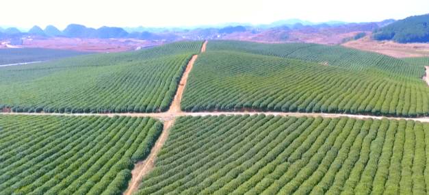 关于西秀区：14.25万亩投产茶园陆续吐露新芽 的热门消息