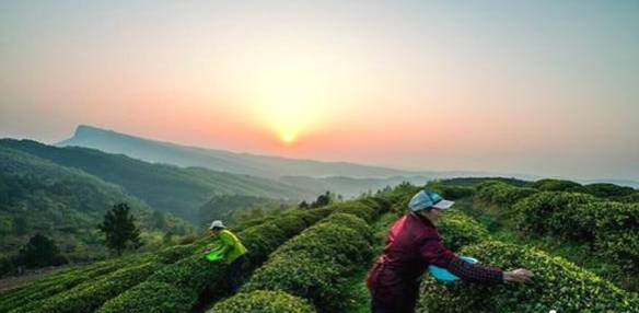 有关于四川剑阁大力发展茶叶产业 预计2025年实现年产值2亿元的热门资讯(1)