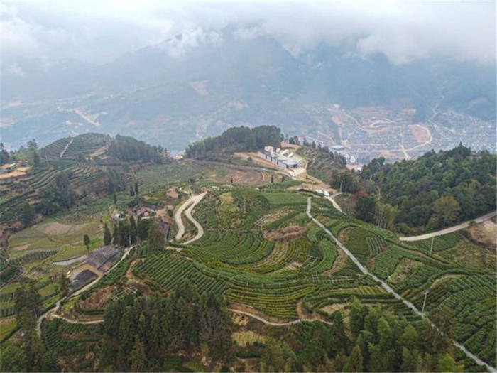 有关于春茶到！浙江几十个产茶区县春茶陆续开采的热门资讯(1)