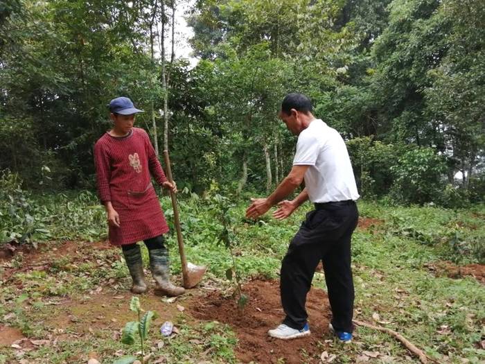 关于小新街乡:加大古树茶种植 夯实乡村振兴产业基础的热门信息