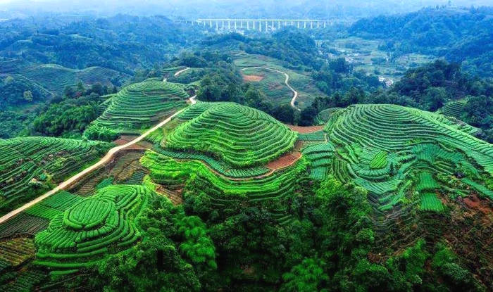 有关于精彩回顾！2020年“蒙顶山茶”十大新闻事件(上)的最新信息(4)