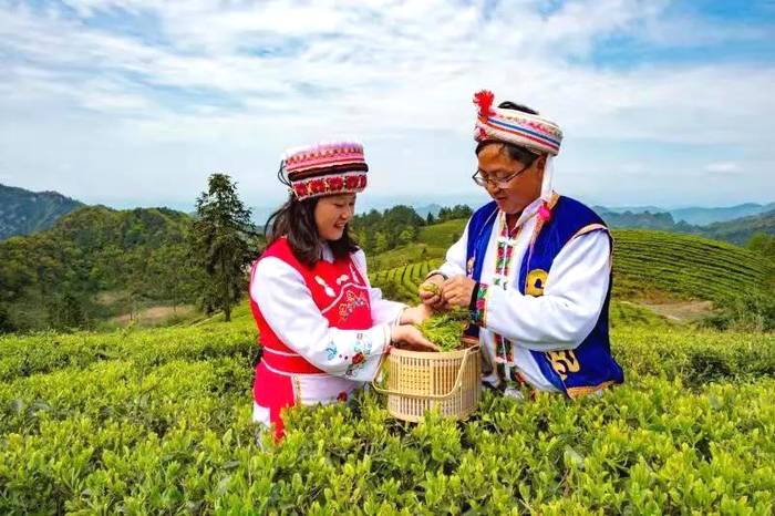 关于“晒怏焙干”，打造张家界又一闪亮名片——桑植白茶的热门资讯(1)