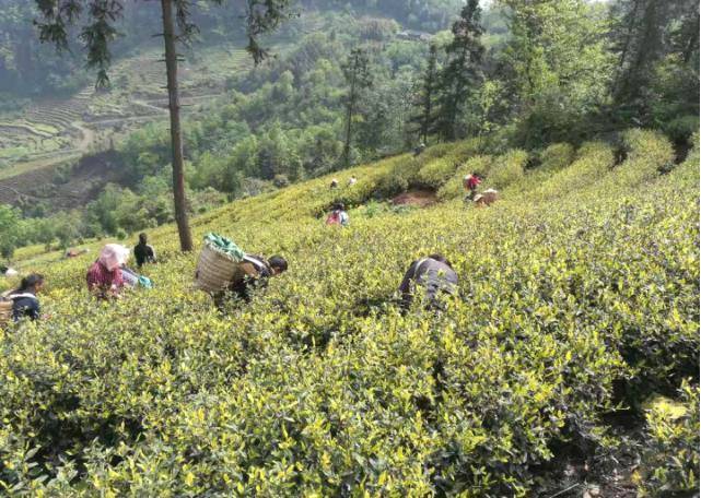 有关于种茶种出小康新生活：盐津牛寨乡龙茶村的脱贫记的信息(4)