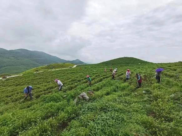 关于从“老茶凋零”到“新茶勃发”：看思南县训家坝如何实现茶产业的嬗变的消息(1)