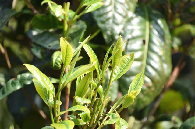 有关于推动茶产业高质量发展 茶产业创新发展座谈会在京举行的热门信息