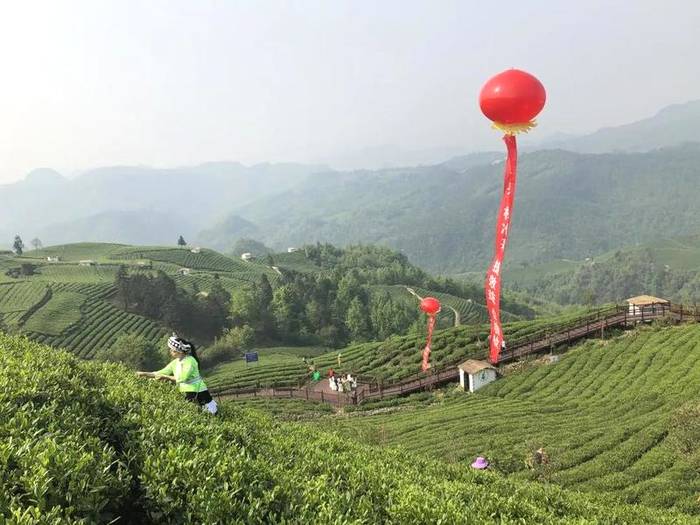 有关于胡继承在2021年全省采茶技能竞赛作大赛情况通报的热门消息(11)