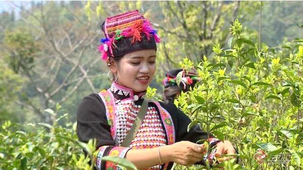 有关于云南绿春么盘山 发展有机茶叶助推乡村振兴的热门新闻(2)