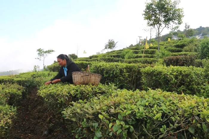 关于墨江新抚镇:春茶岭上香 茶农采摘忙碌碌的资讯(17)