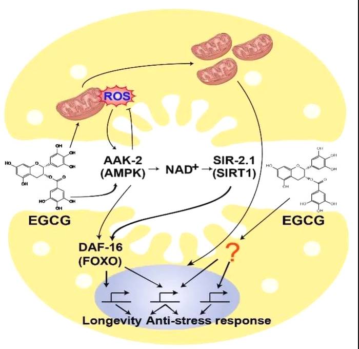 关于茶院士刘仲华解读茶科技：茶中蕴藏着人类健康的密码的热门新闻(2)