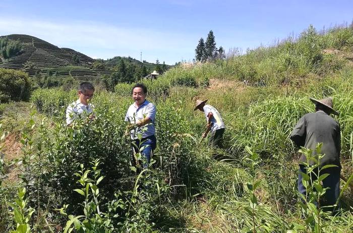 有关于科技特派,助力福建千亿茶产业升级、上万茶农创收的最新信息(3)
